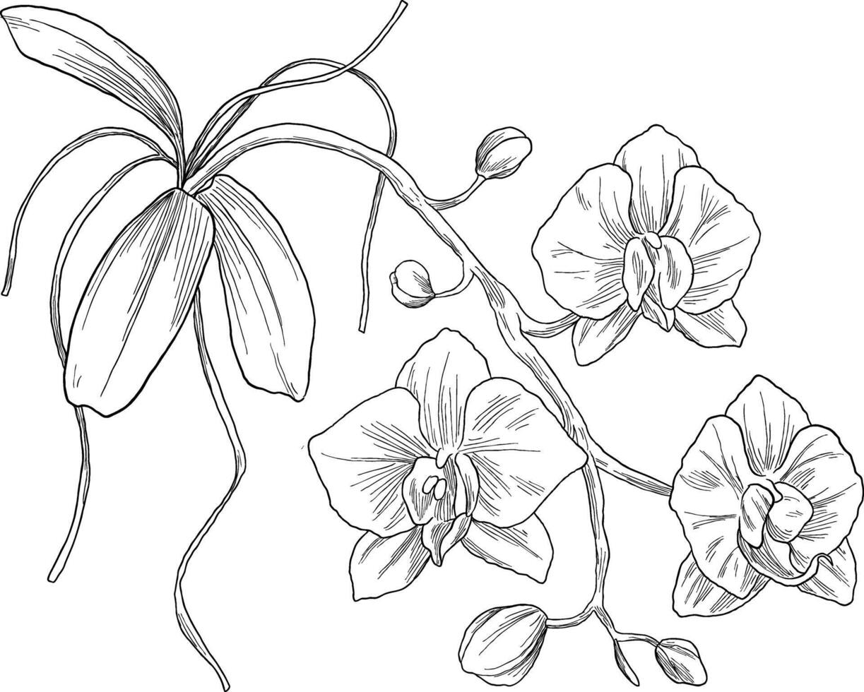 orchid botanical plant sketch illustration vector