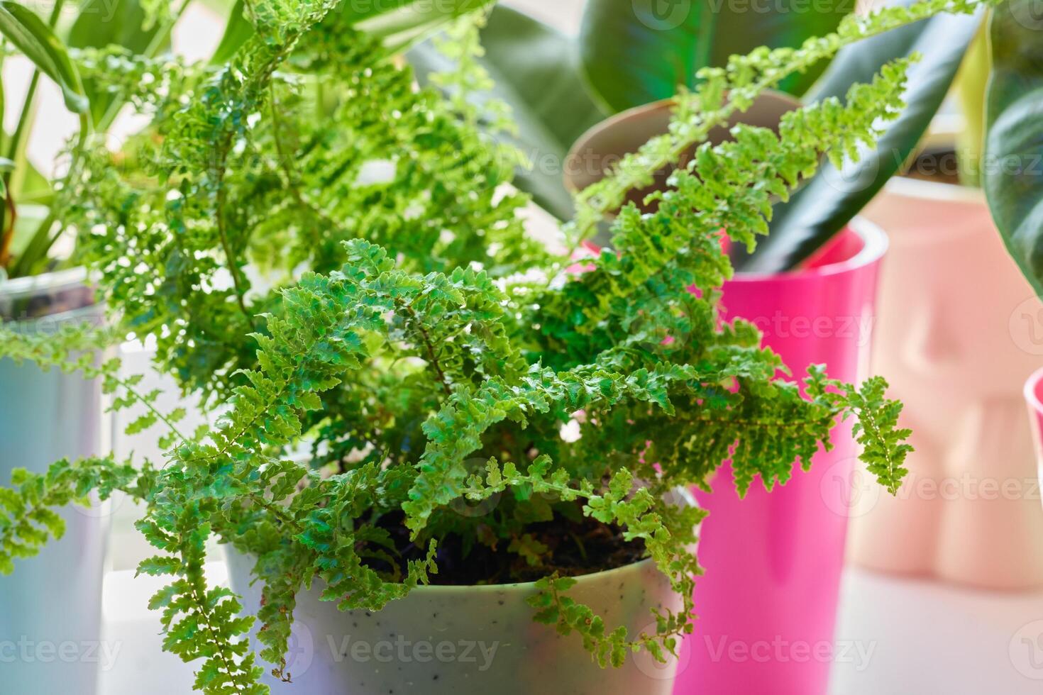 A Beautiful, Lush, and Vibrant Green Fern Displayed Elegantly in an EyeCatching Decorative Pot photo