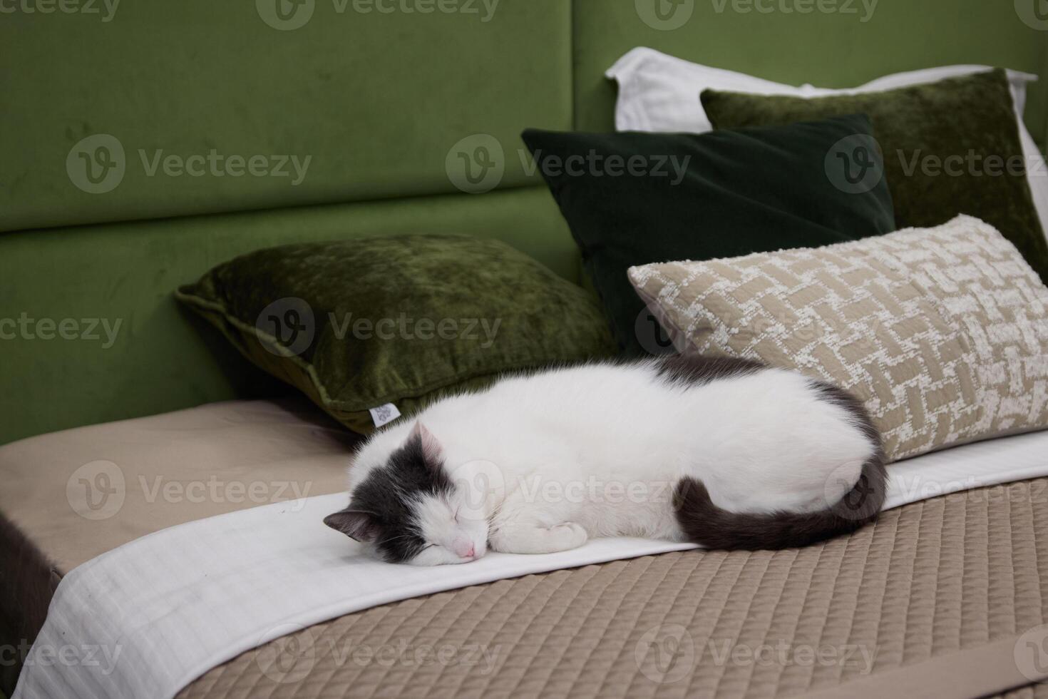 Peaceful Cat Gently Napping on a Stylish Bed Accentuated with Soft Green Accents photo