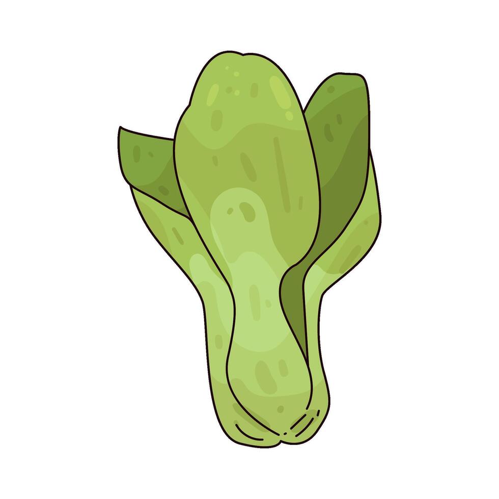 Illustration of bok choy vector
