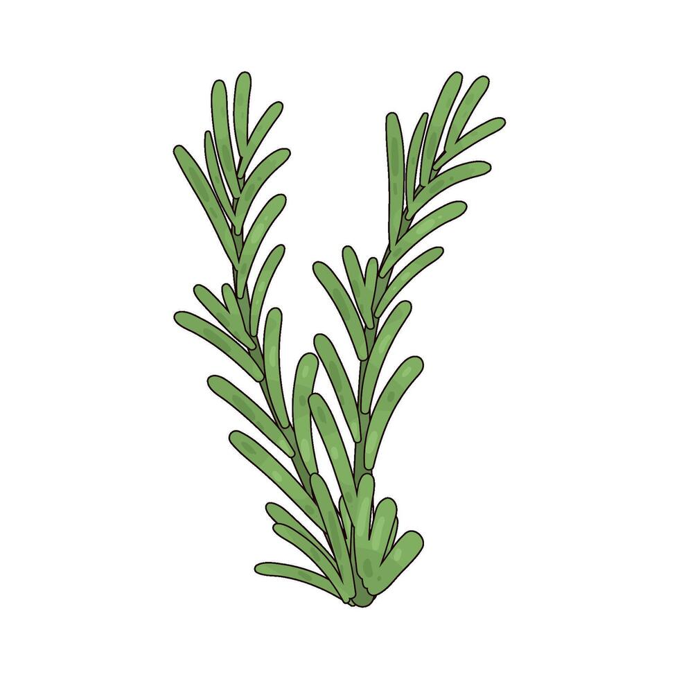 Illustration of rosemary vector