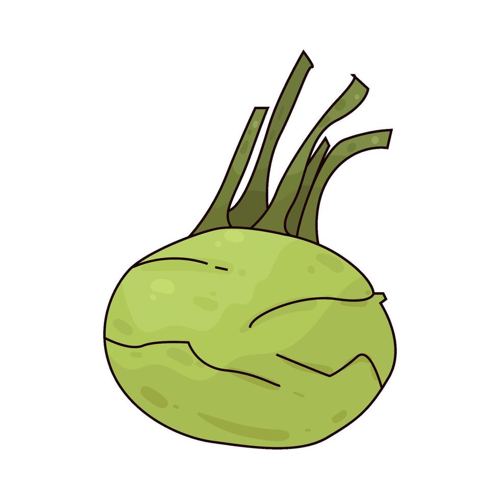 Illustration of Kohlrabi vector