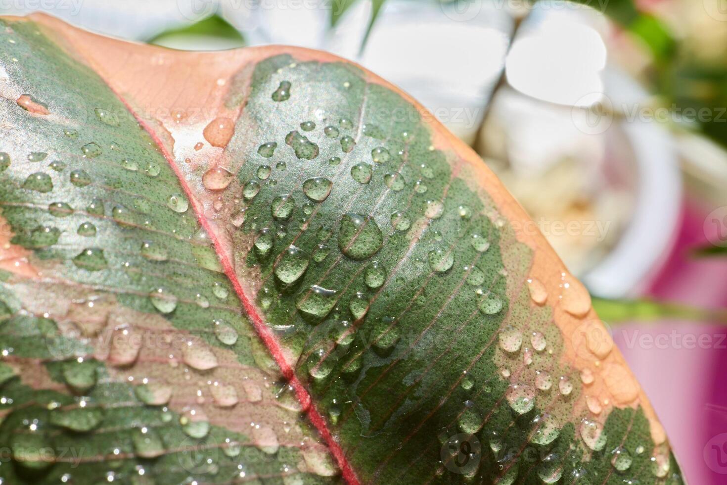 A Captivating Leaf with Water Droplets That are Glistening and Sparkling in the Light photo
