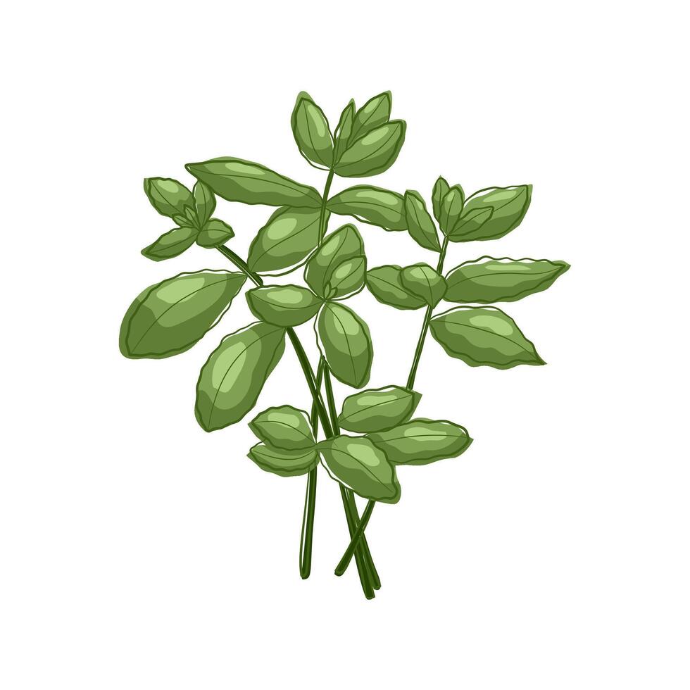 Hand drawn mint herb with white background vector
