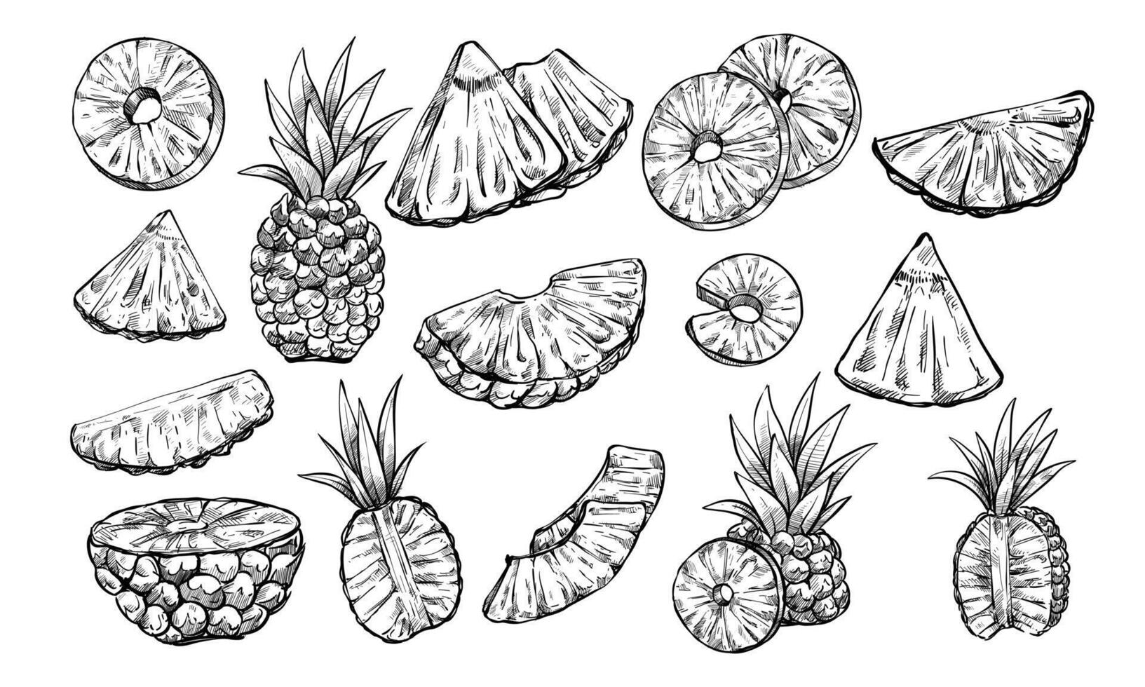 pineapple fruits handdrawn collection vector