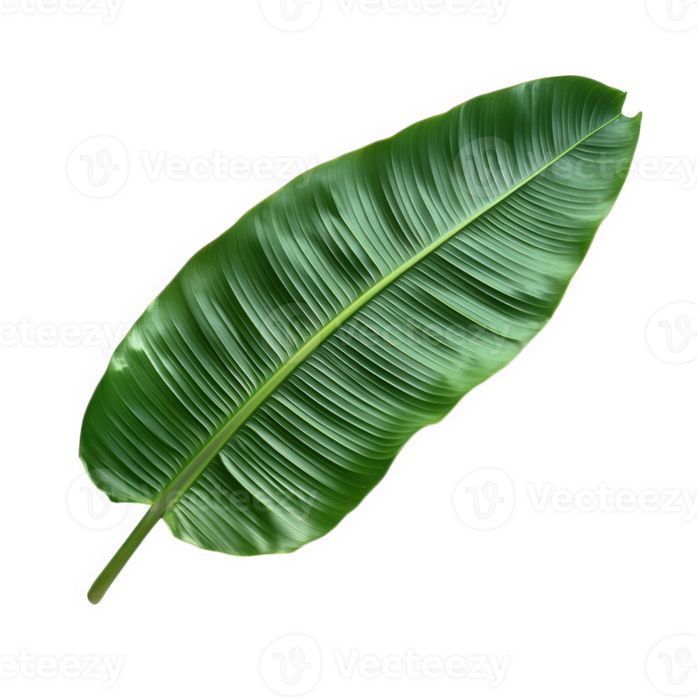 Single Large Green Tropical Banana Leaf Isolated, on transparent background png