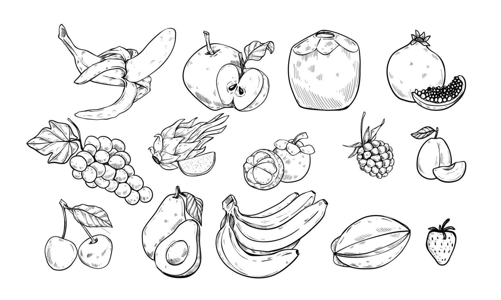 fresh fruit set handdrawn collection vector