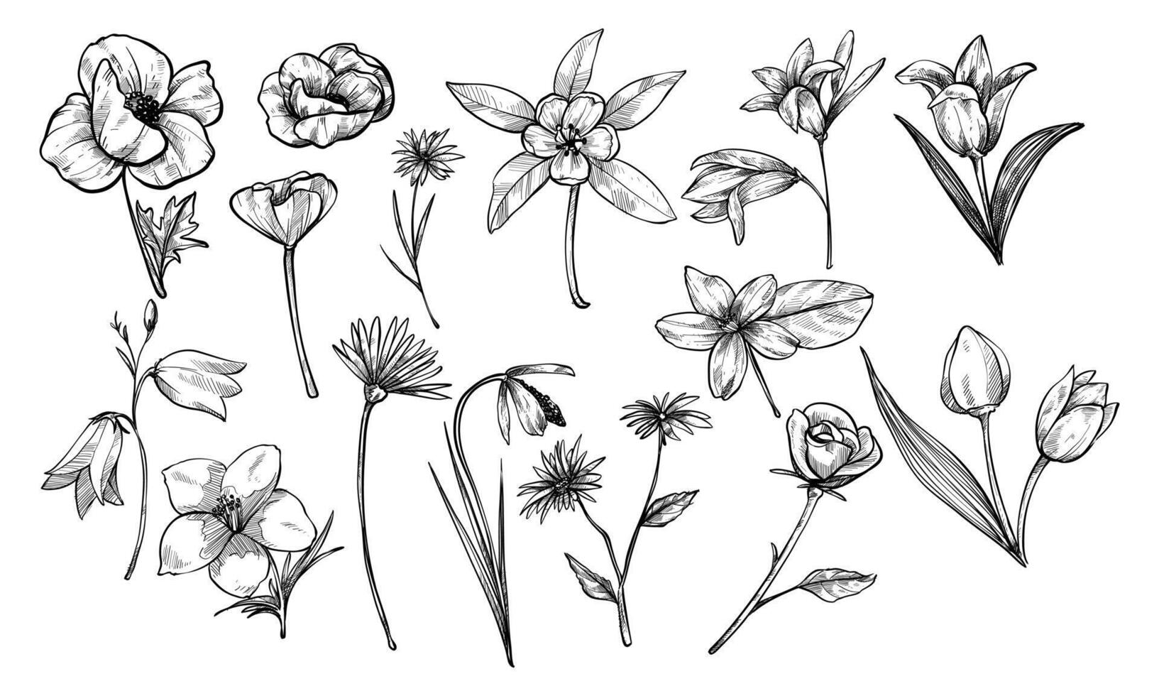 flowers herb botanical handdrawn collection vector