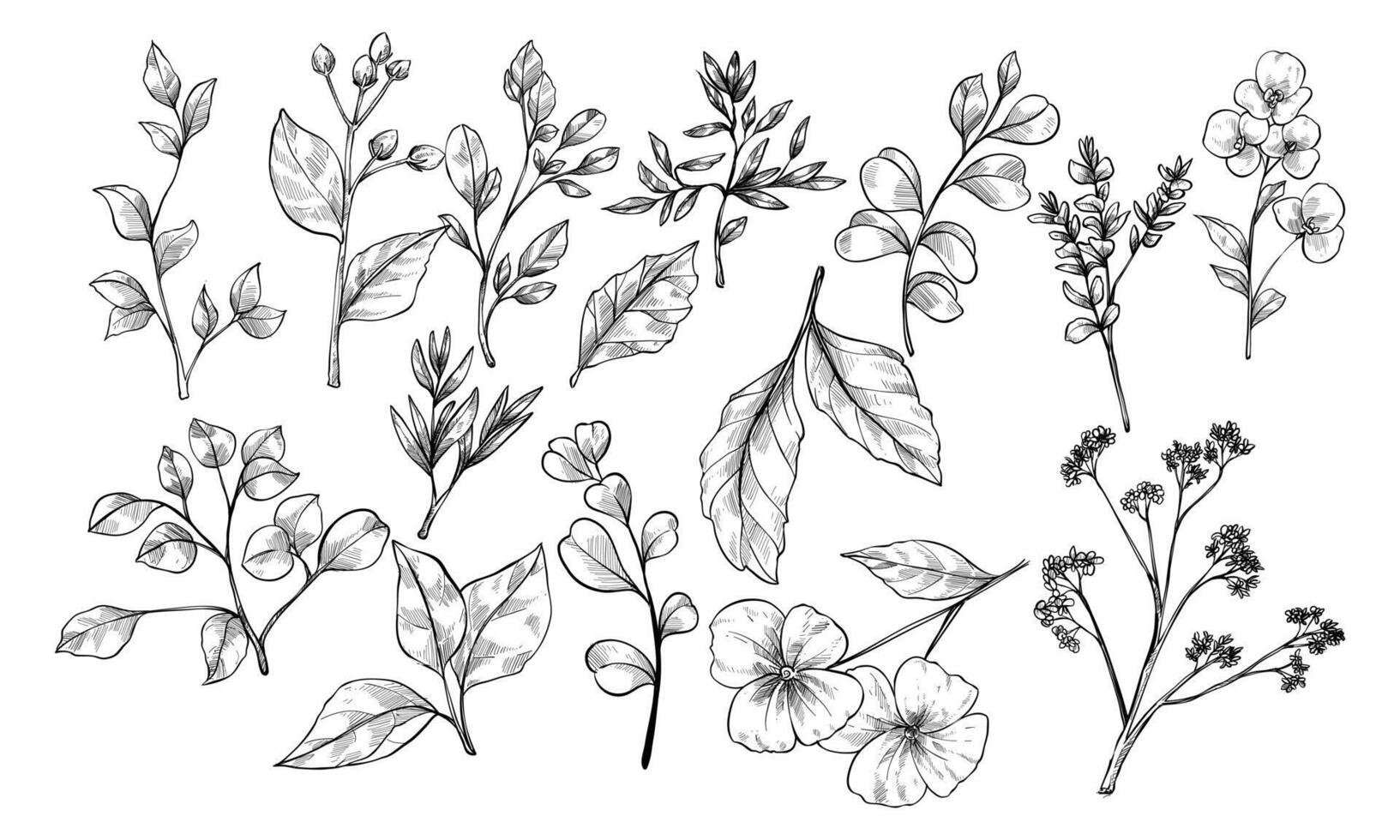 flower and leaves branches handdrawn collection vector