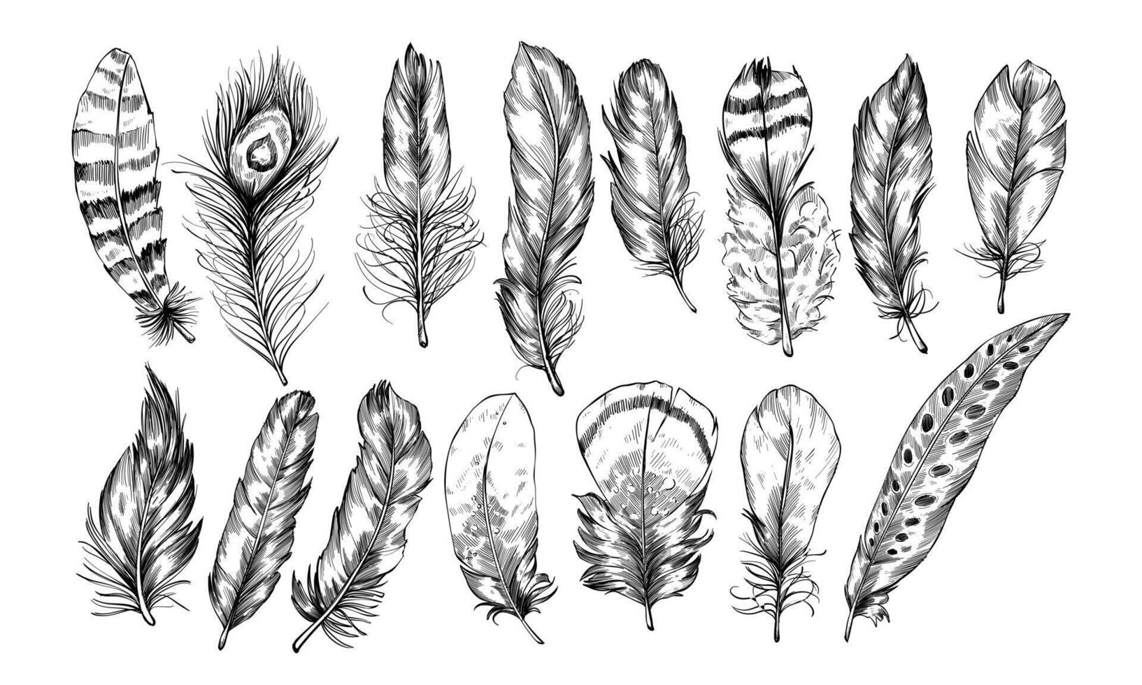 poultry feathers handdrawn collection vector
