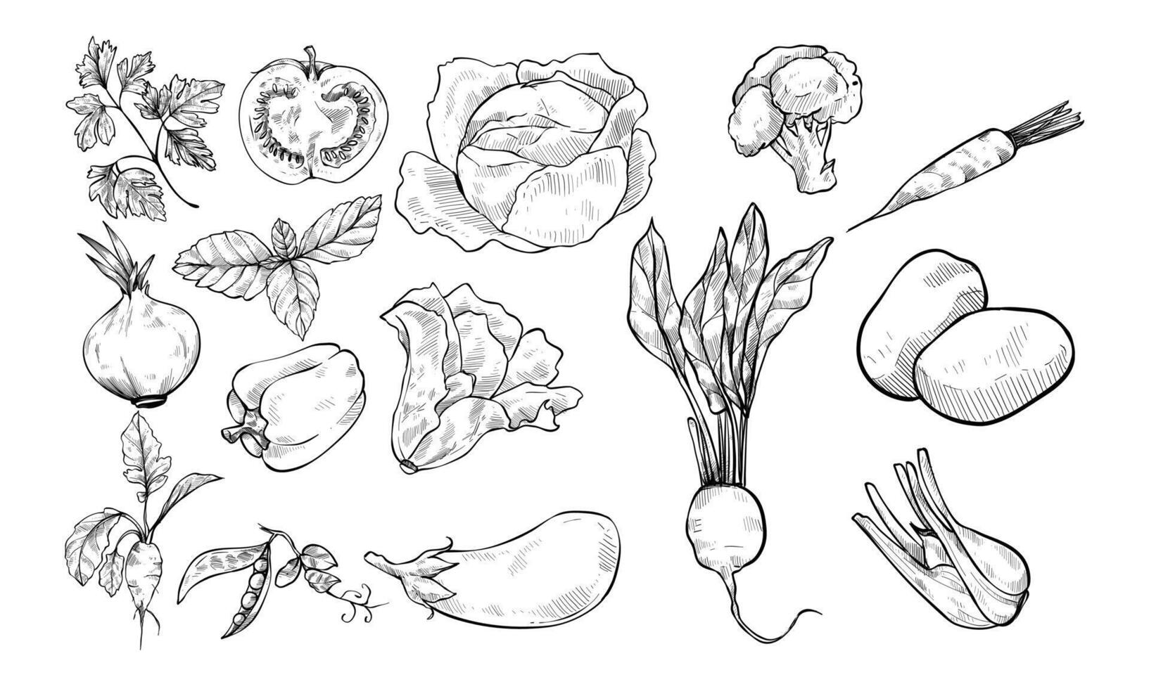 vegetables ingredient handdrawn collection vector
