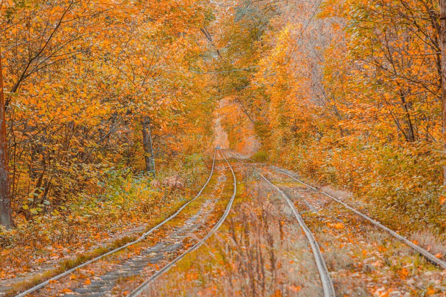 Autumn forest through which the tram travels, Kyiv and rails photo