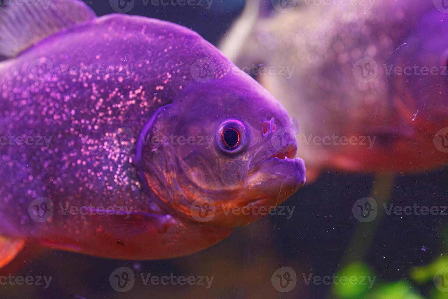underwater photography of fish Pygocentrus nattereri photo