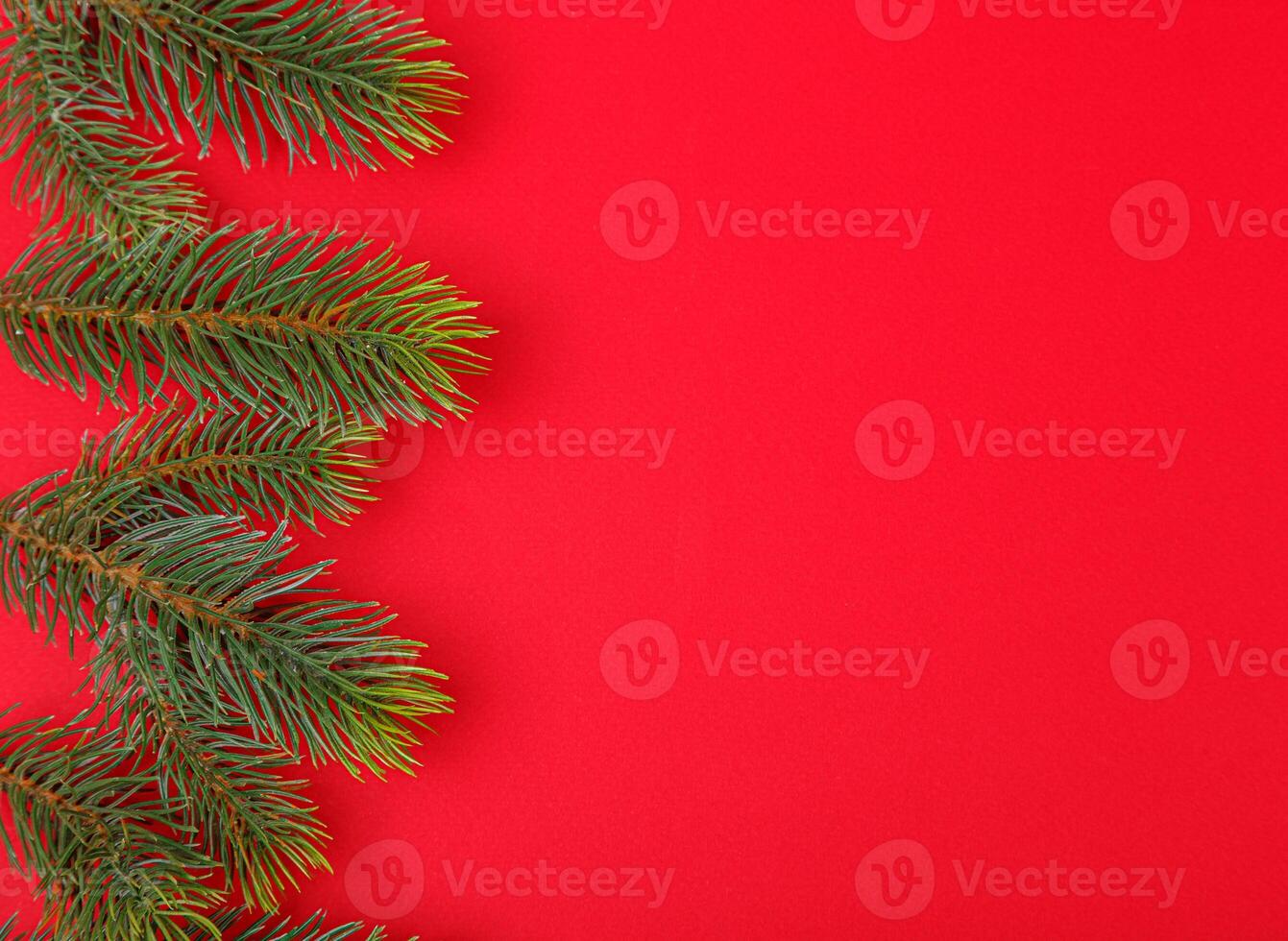 Christmas tree branches with cones on a red background photo