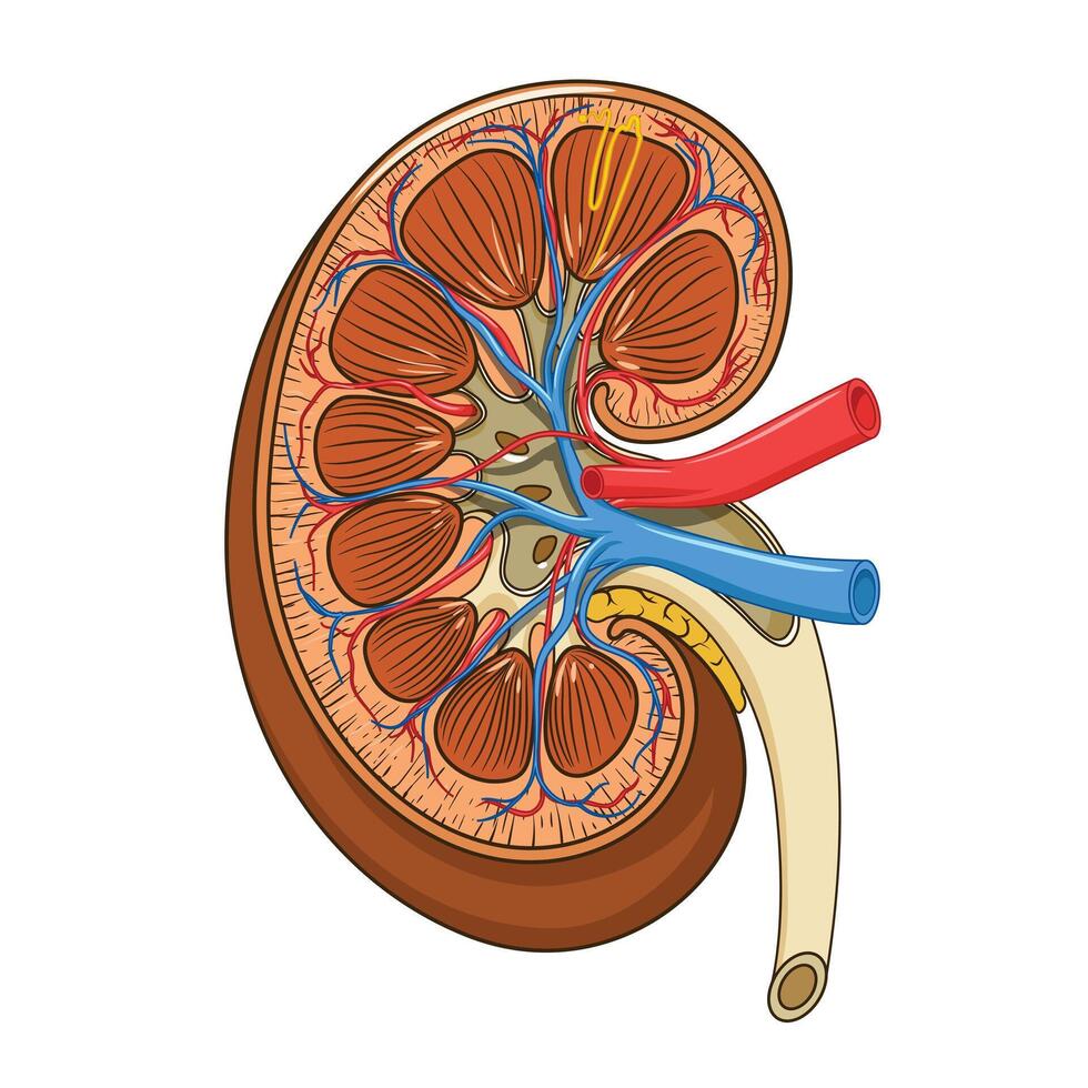 Structure of the kidney medical illustration. Science medical educational material vector