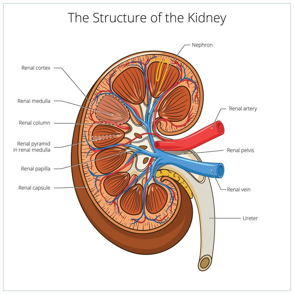Structure of the kidney medical illustration. Science medical educational material vector