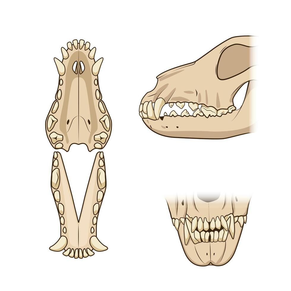 Veterinary educational science illustration teeth of the dog. Veterinary medicine educational material vector