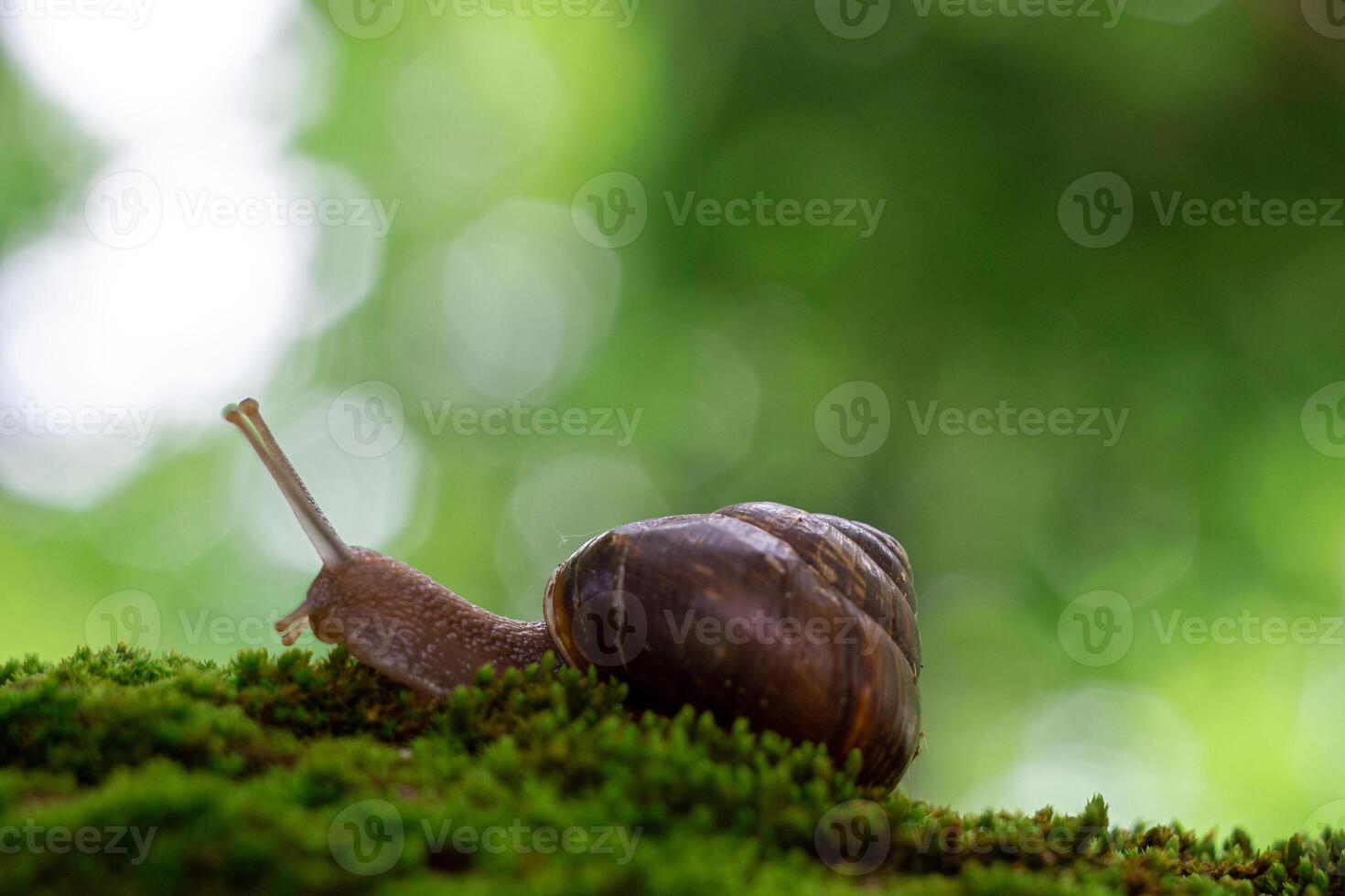 snail on a tree, macro photography photo
