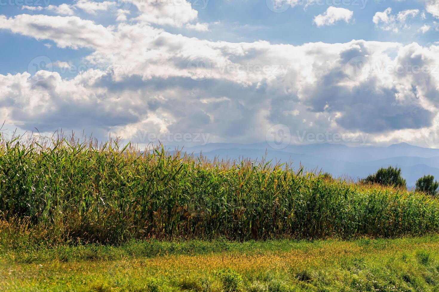 An agricultural field is covered with green ripe corn under the summer sun photo