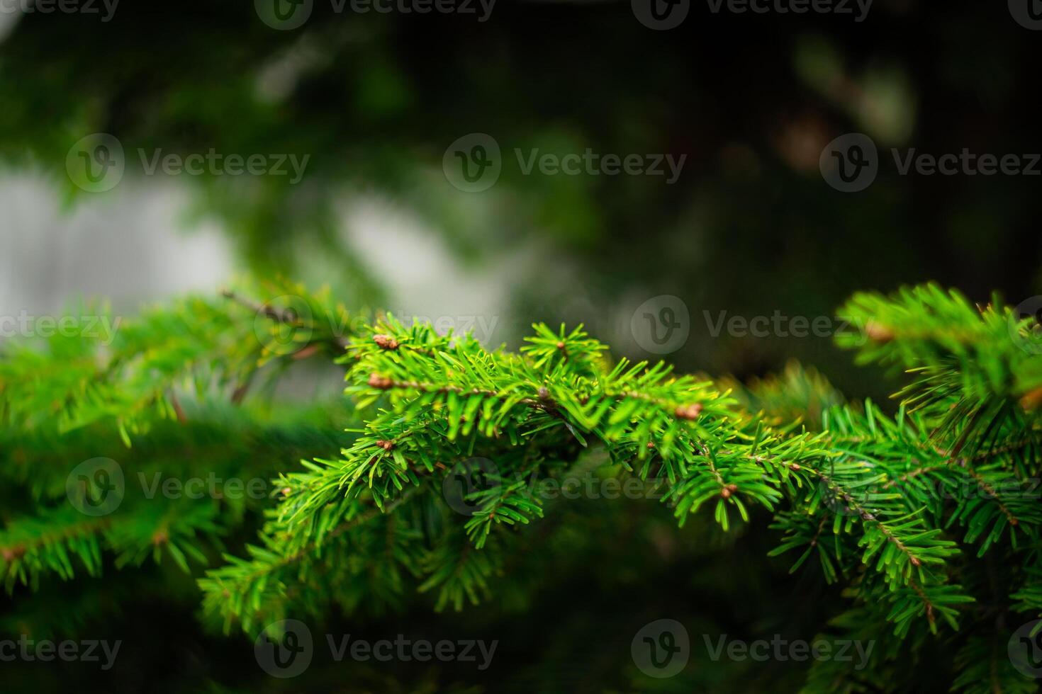 branches of park spruce, green spruce, autumn park photo