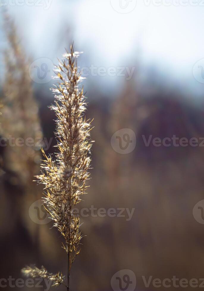 beautiful view of natural scenery, spikelets of grass, winter's field, spikelets photo