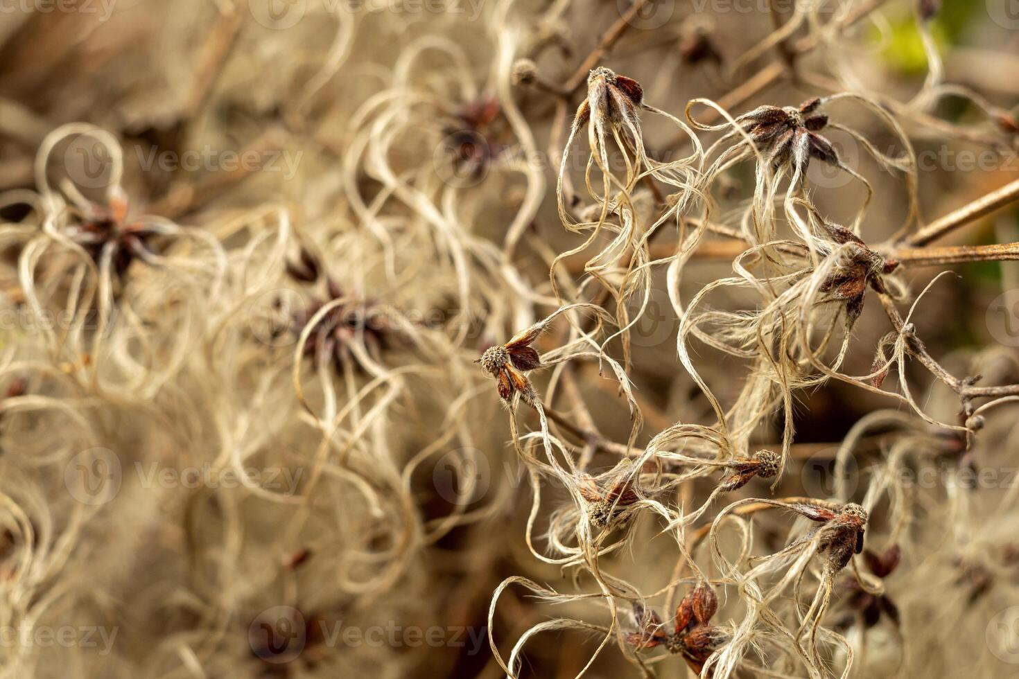 fluffy shrub seeds macro, manchurian clematis seeds photo