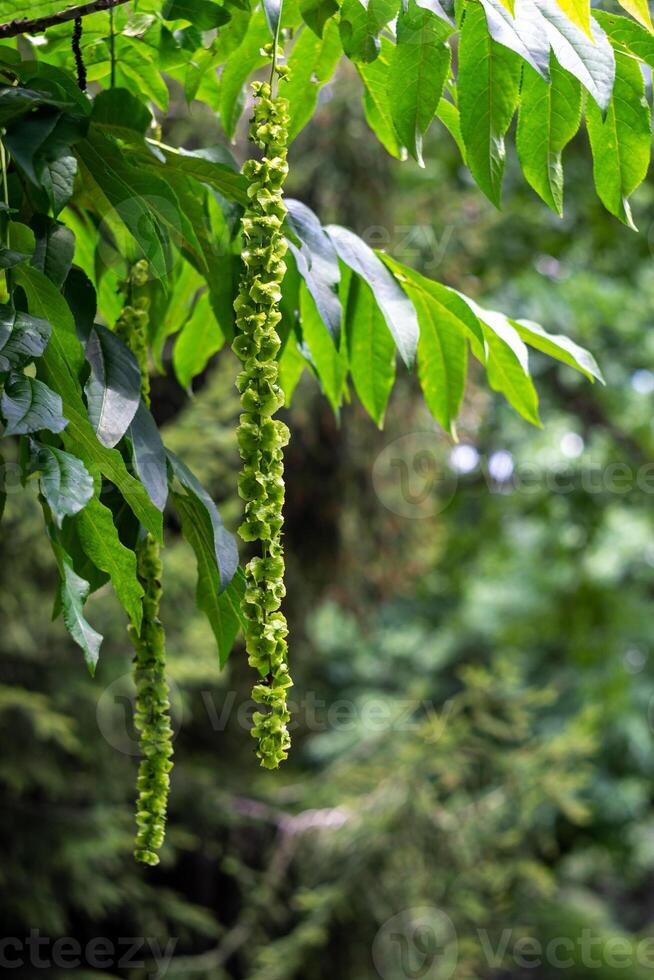 Branches of Caucasian Walnut in park or garden photo