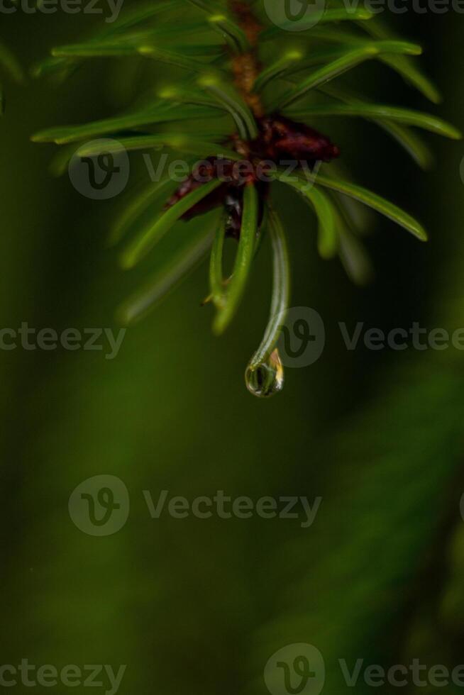 macro raindrop on a spruce branch photo