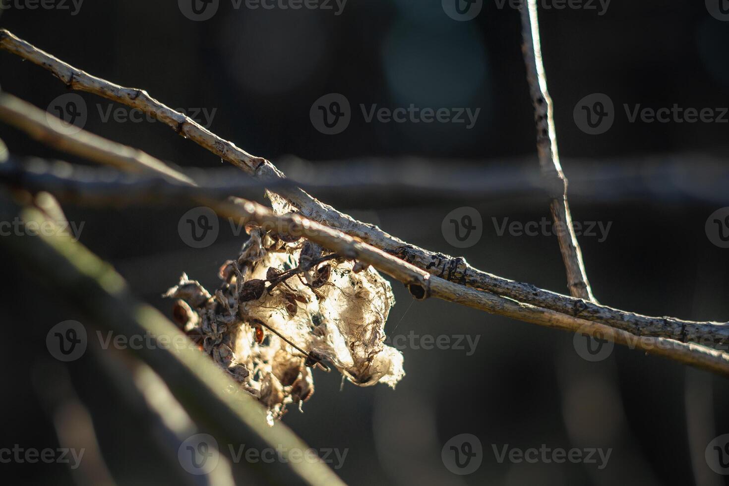 remnants of a spider's nest on a tree branch photo