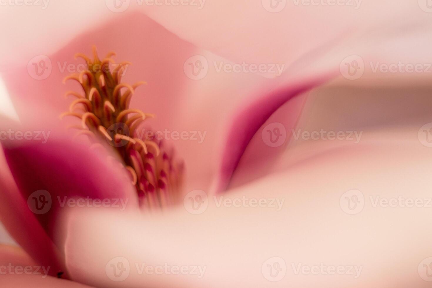 magnolia flower macro, flowering trees, spring garden photo