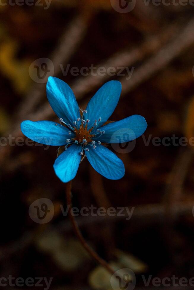 spring flower with dew drops in the sun, blue anemones, forest flower photo