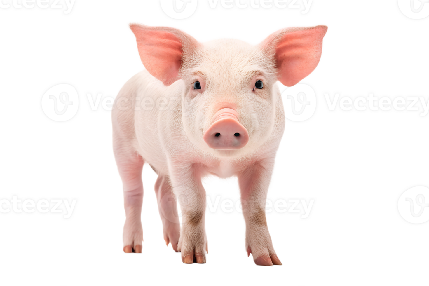 Young pig standing with curious expression png