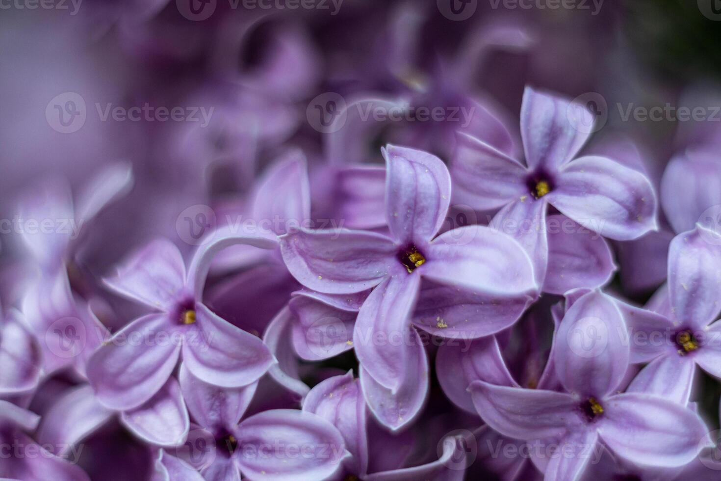 Macro shot of lilac lilac flowers on a bush branch photo