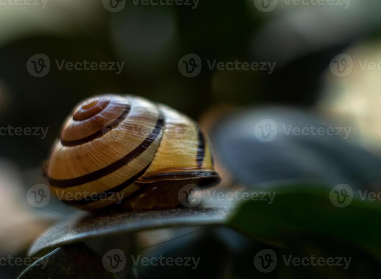 garden snail, macro photography of a garden snail, a shell on a green leaf photo