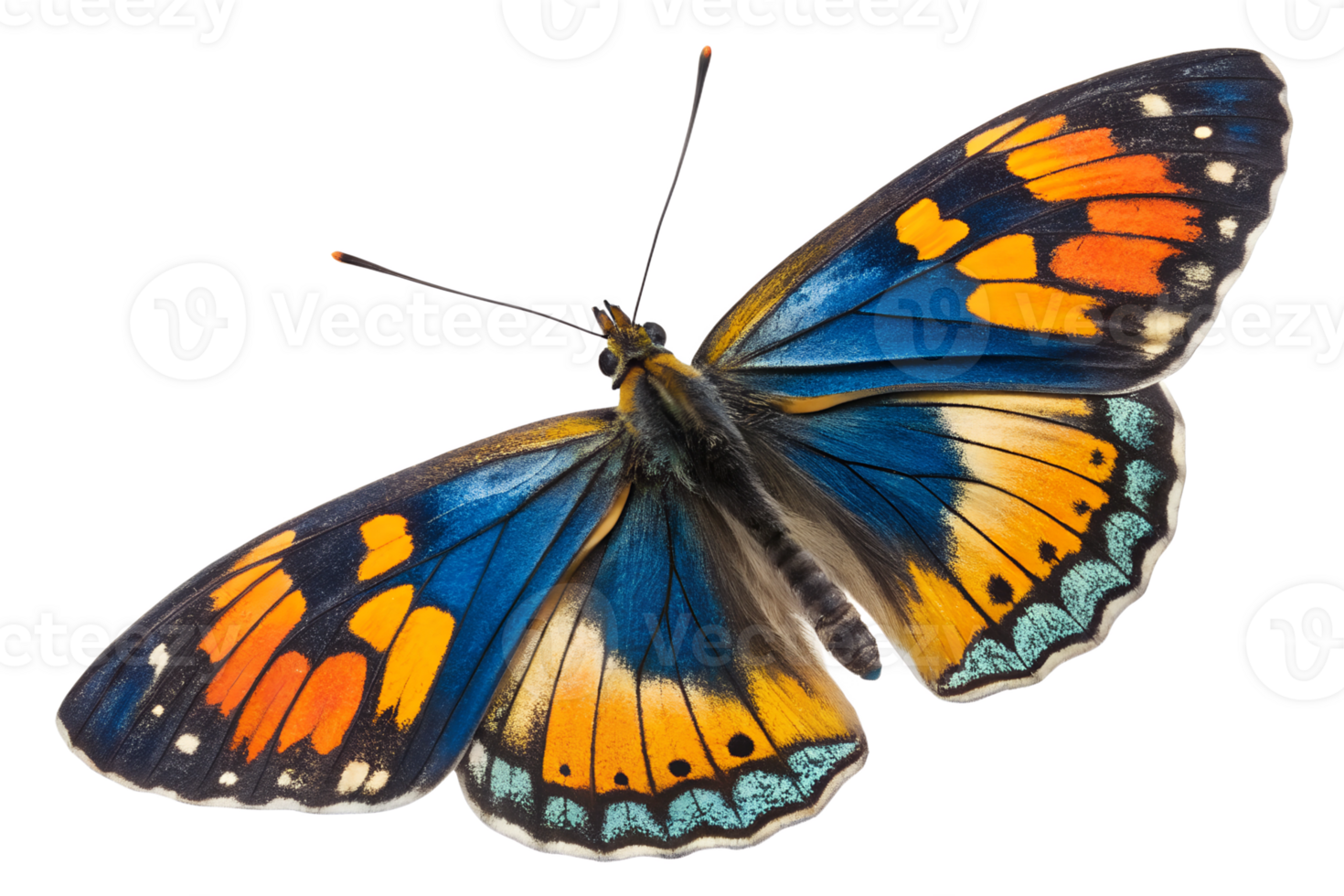 Colorful butterfly perched with open wings png