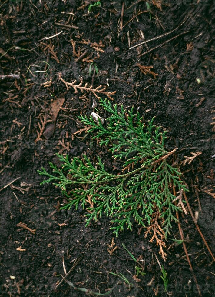 green grass texture, background, cypress branches, cypress leaves photo
