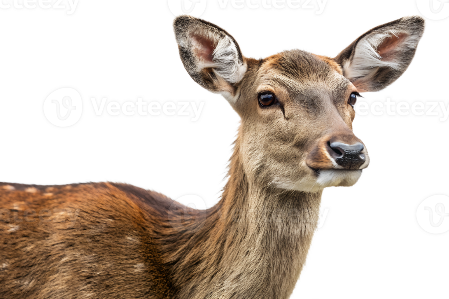 Alert young deer standing gracefully png