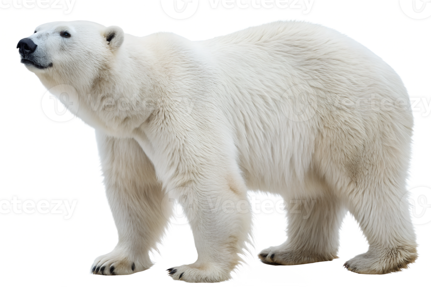 Polar bear standing in a natural pose outdoors png