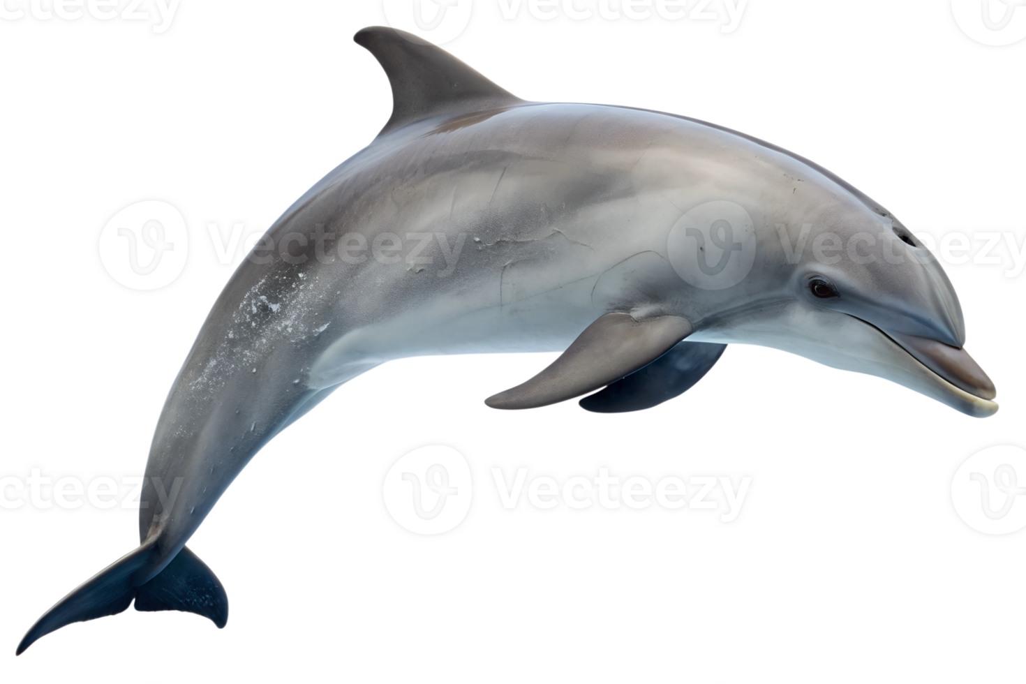 Dolphin swimming gracefully in clear blue water png