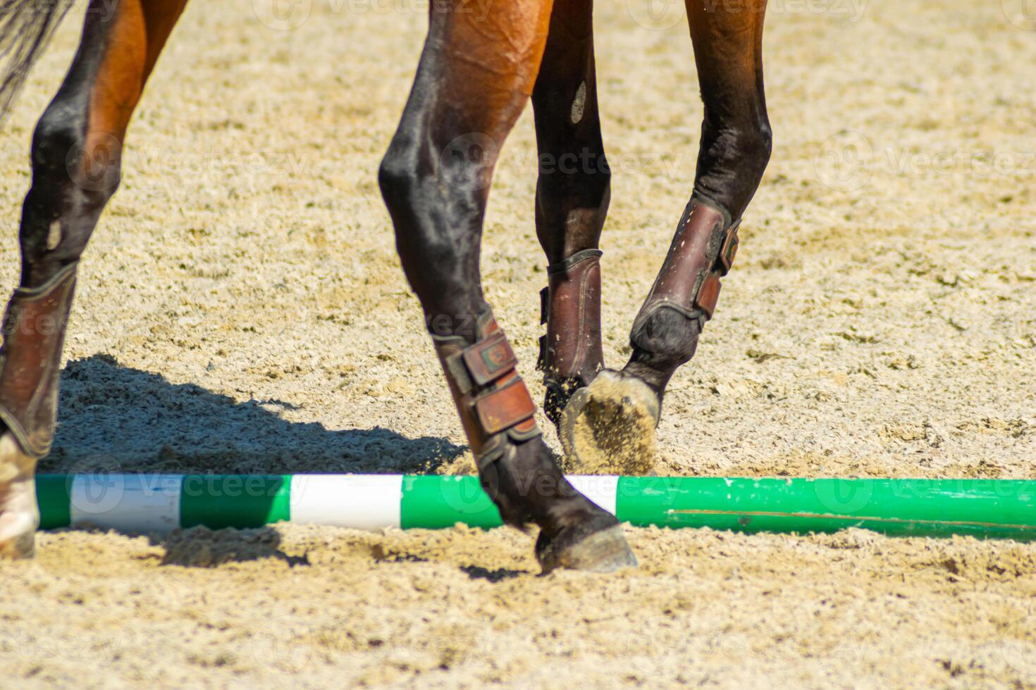 legs of a brown lusitano thoroughbred horse in a horse dressage competition, equestrian sports background concept photo