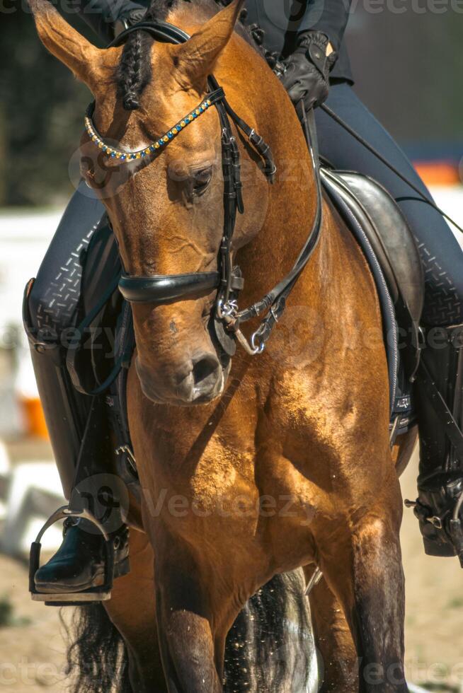 portrait of a brown lusitano purebred horse in a dressage competition, equestrian sports background concept photo