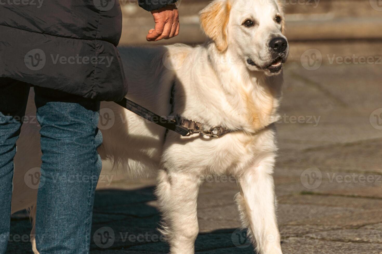a white golden retriever dog on a walk with his handler photo