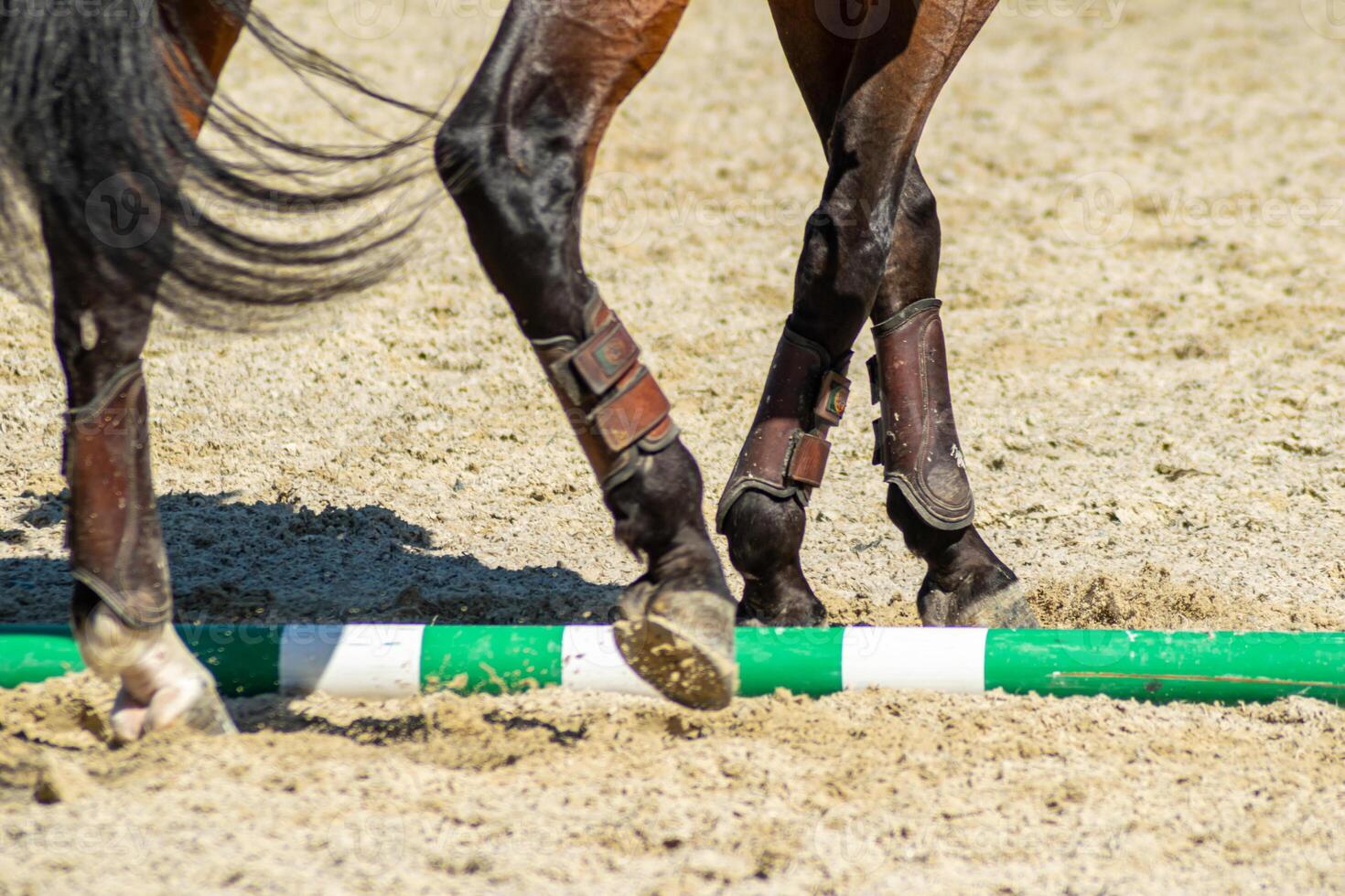 legs of a brown lusitano thoroughbred horse in a dressage competition, equestrian sports background concept photo