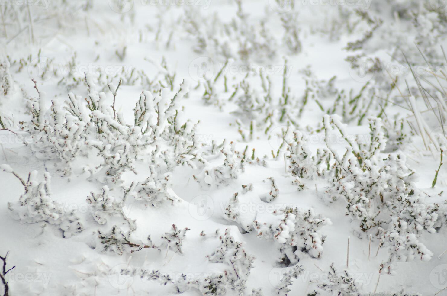 snow-covered bushes in a snowy winter field, concept of winter background photo
