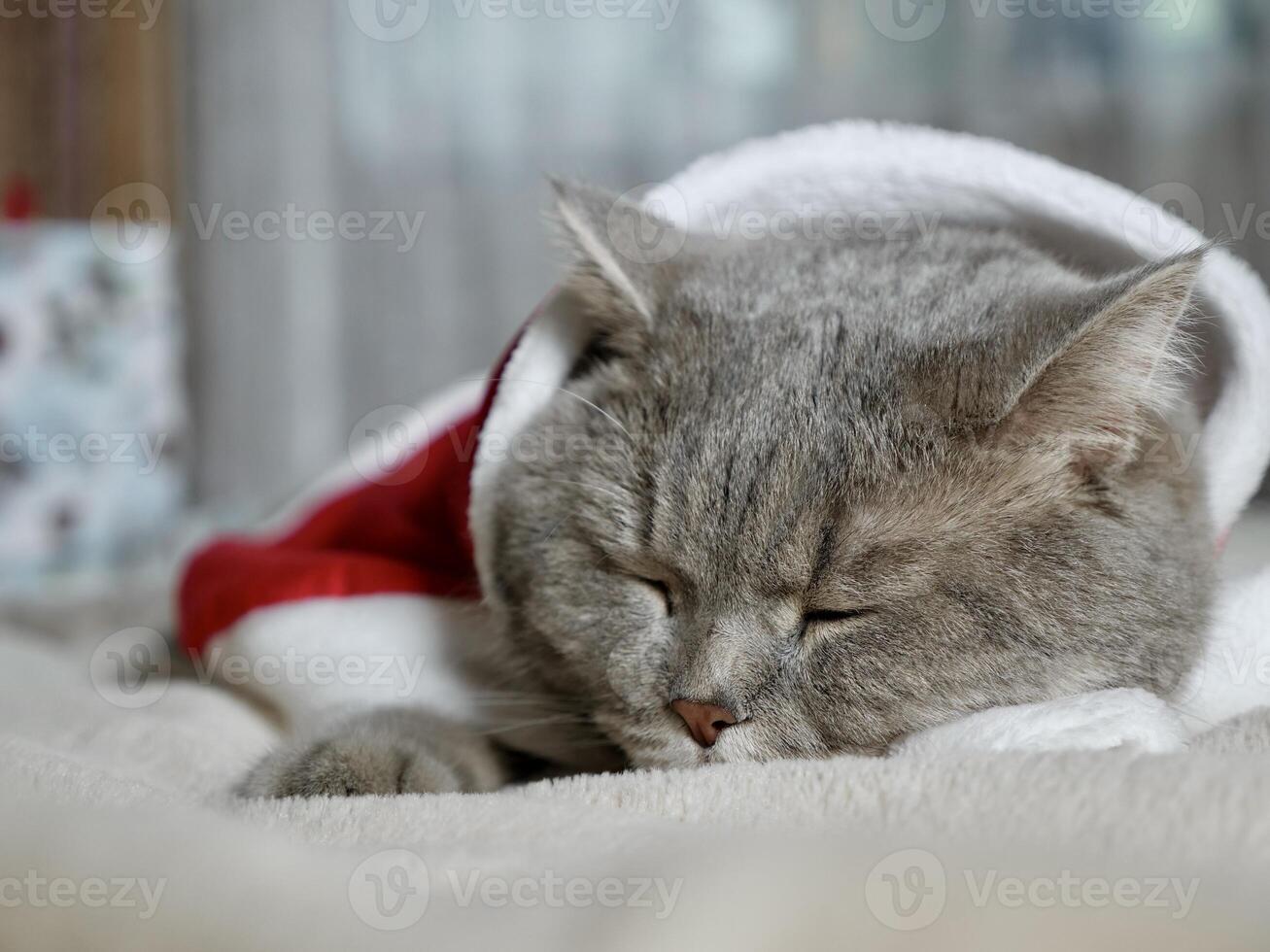 Celebrating Merry Christmas and Happy New Year 2025 at home with a pet. Scottish Straight cat sleeping on bed close-up photo