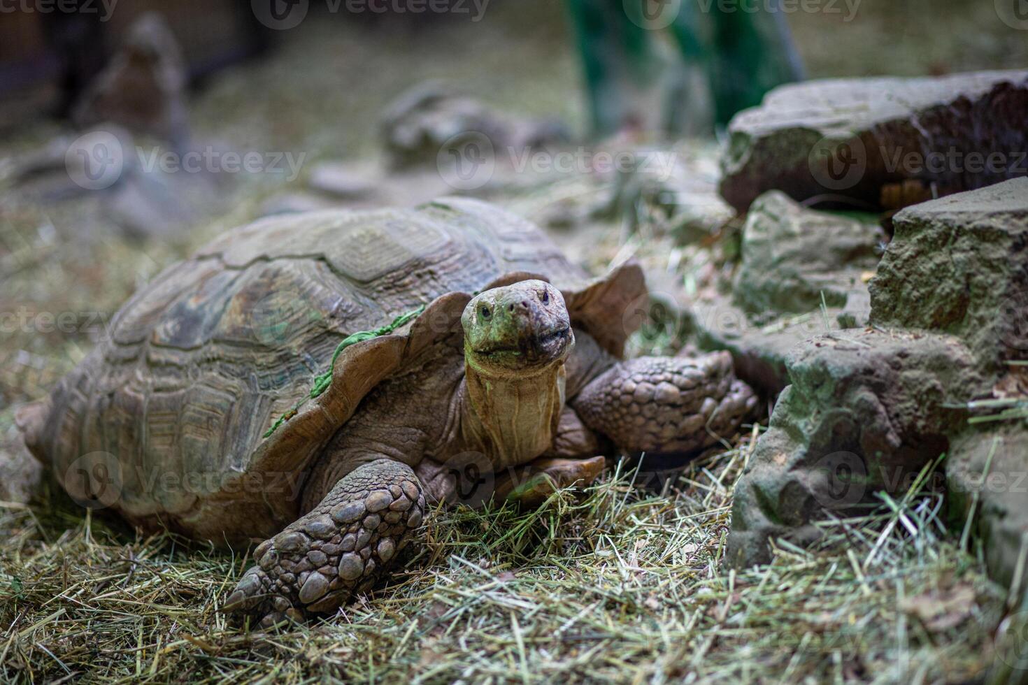 A large tortoise resting on straw in a zoo enclosure photo