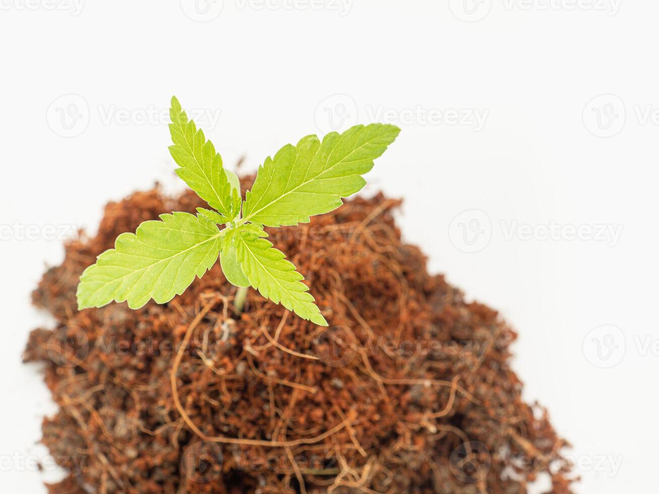 A pile of soil with cannabis seedling growth over on a white background photo