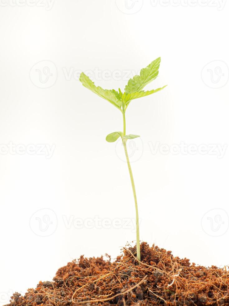 A pile of soil with cannabis seedling growth over on a white background photo