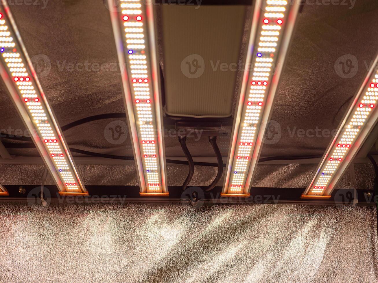 Artificial LED panel light source in cannabis indoor farm used in an experiment on marijuana plant growth photo