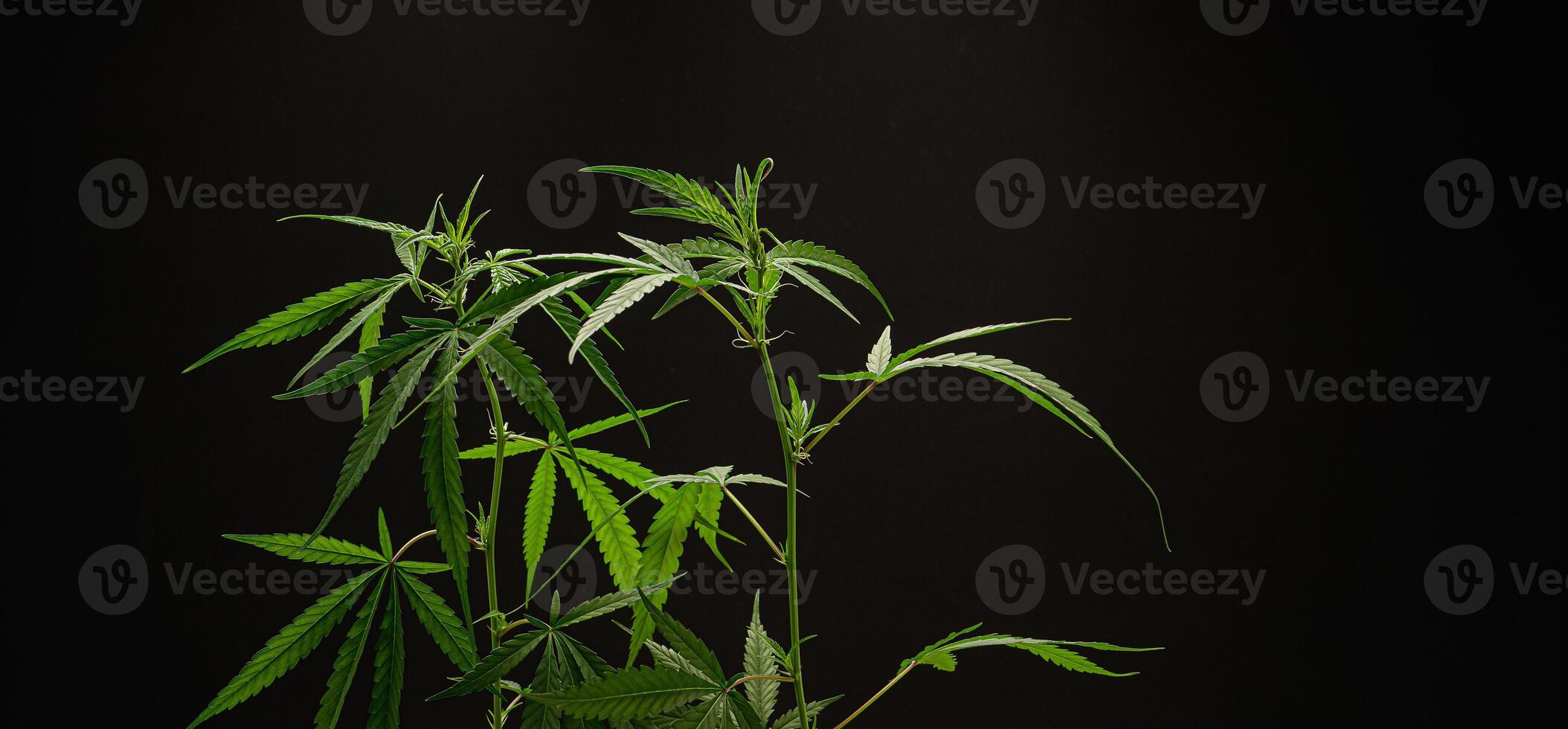 Cannabis plant against a black background. Texture marijuana leaves photo